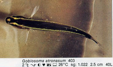 Gobiosoma atronasum